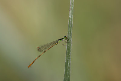 LM 48.jpg