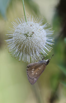 Broad-winged Skipper.jpg