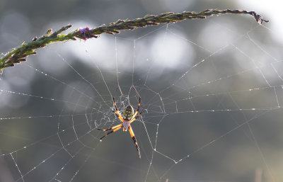 Argiope 1.jpg