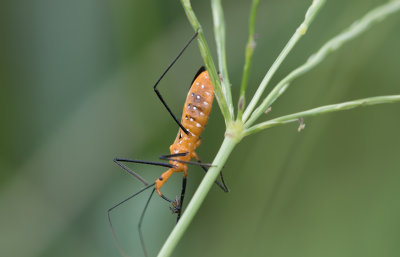 Assassin Bug.jpg