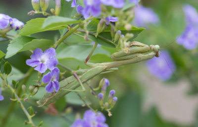 Praying Mantis 3.jpg