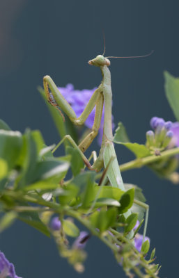 Praying Mantis 2.jpg