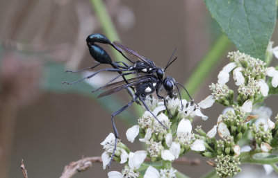 mating Thread-waisted wasps.jpg