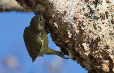 Orange-crowned Warbler 2.jpg