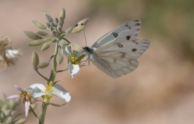 BBNP 056.jpg