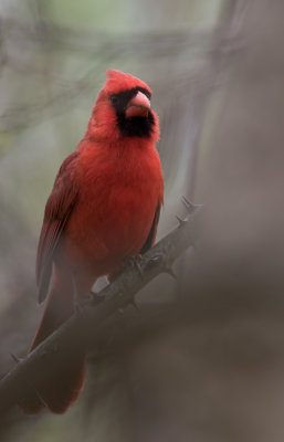 N Cardinal male.jpg