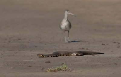 snake encounter 2.jpg