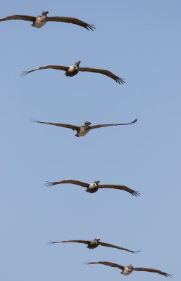 Brown Pelicans.jpg