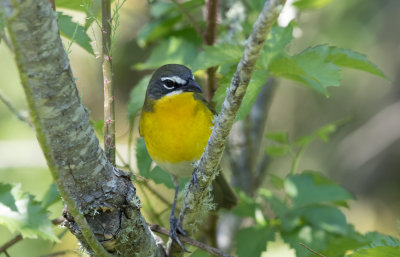 Yellow-breasted Chat.jpg
