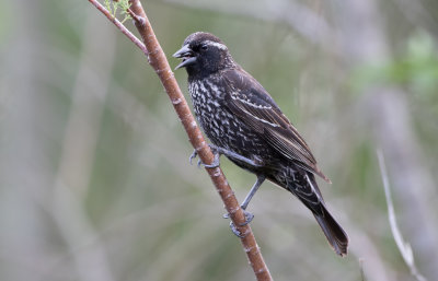 Rose-breasted Grosbeak 3.jpg