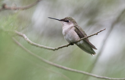 Ruby throated hummingbird.jpg