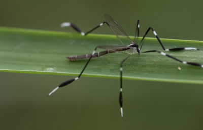 Phantom Crane Fly.jpg