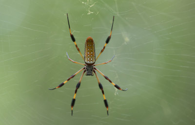 Golden-silk Spider.jpg