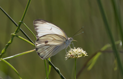 Great Southern White.jpg