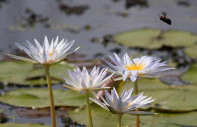 bumble bee and lilly.jpg