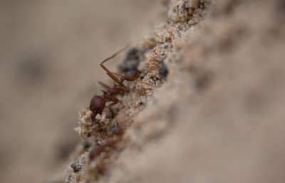 Leafcutter Ant 7.jpg