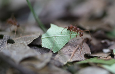 Leafcutter Ant 5.jpg