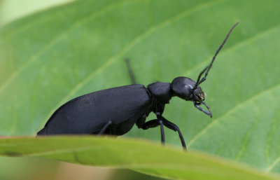 Blister Beetle.jpg