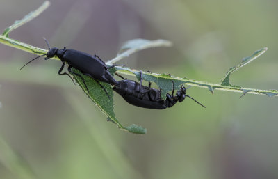 Blister Beetles mating.jpg