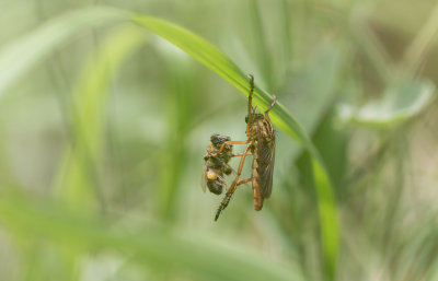 Robberfly with bee.jpg