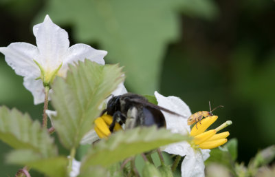 Beetle on Bee 2.jpg