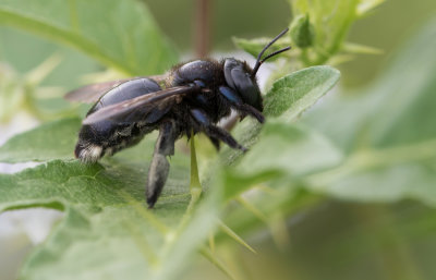 sleepy Bee.jpg