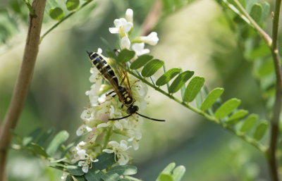 Five-banded Tiphiid Wasp.jpg