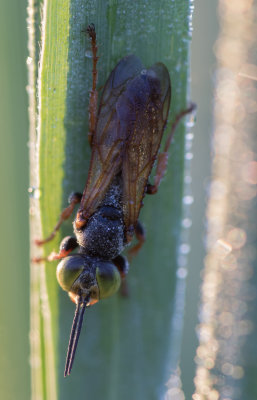 Bee with Dew 2.jpg