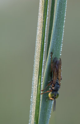 Bee with Dew.jpg