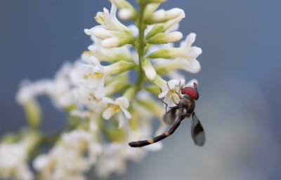 Bee Fly.jpg