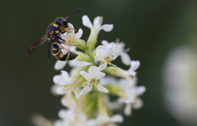 Potter Wasp.jpg