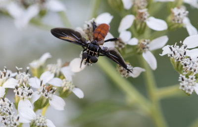 Feather-legged Fly.jpg