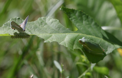 trio on leaf.jpg