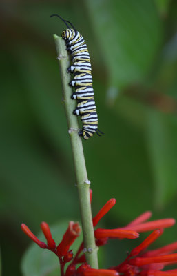 Monarch caterpillar.jpg
