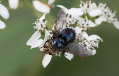 Tachinid Fly.jpg