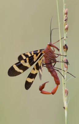 Scorpionfly male.jpg