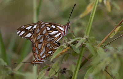 Gulf Fritillary pair.jpg