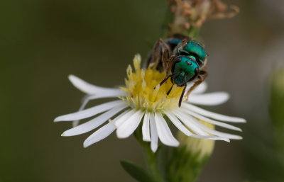 Metalic Green Bee.jpg