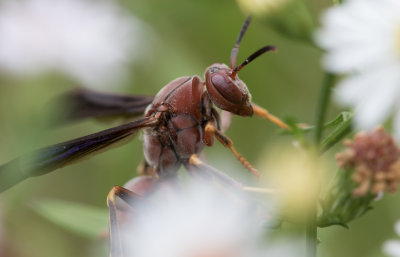 Paper Wasp.jpg