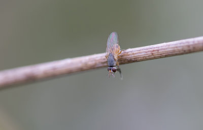 tiny Tachinid Fly.jpg