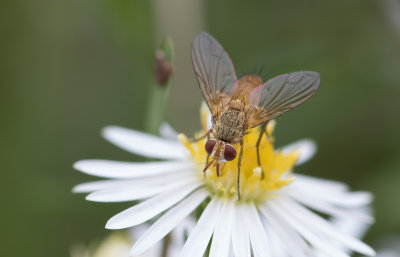 Tachinid Fly 1.jpg