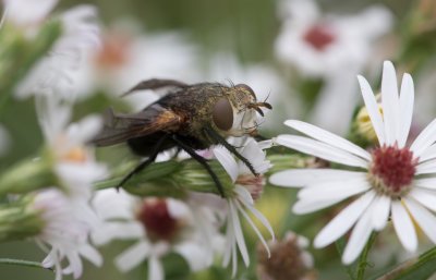 Tachinid Fly 2.jpg