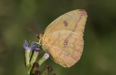 Large Orange Sulphur.jpg