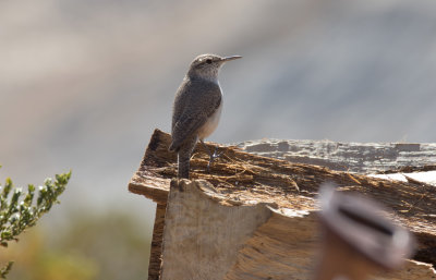 BBNP 031.jpg