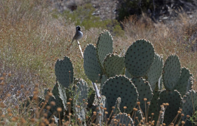 BBNP 036.jpg