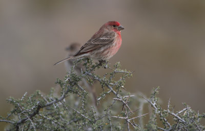BBNP 039.jpg