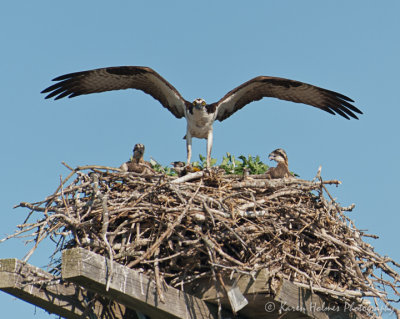 Osprey