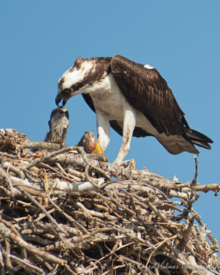 Osprey