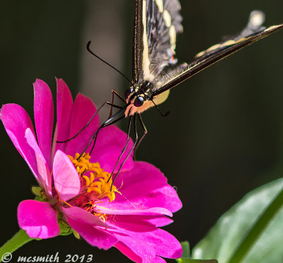 Swallowtail and Pink Zinnia
