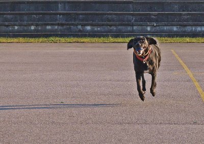 Flying dog